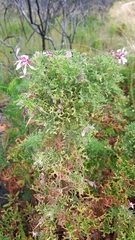 Pelargonium radens
