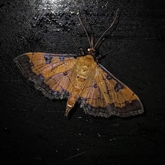 Ategumia