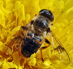 Eristalis alpina