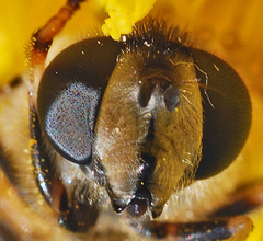 Eristalis alpina