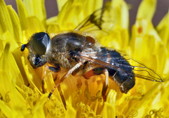 Eristalis alpina