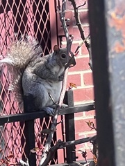 Sciurus carolinensis