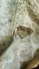 Lamprospilus collucia