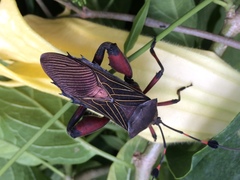 Pachylis acutangulus