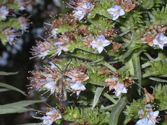 Eucera gracilipes