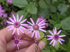 Pericallis tussilaginis