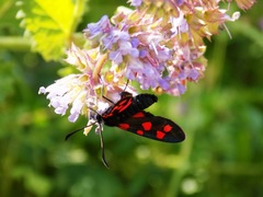 Zygaena filipendulae