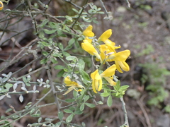 Cytisus osyrioides image