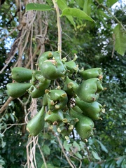 Pereskia grandifolia
