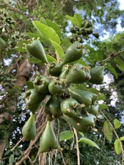 Pereskia grandifolia
