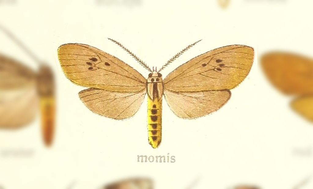 Opharus momis