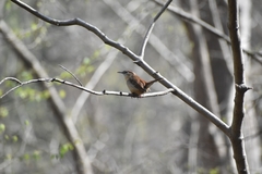 Thryothorus ludovicianus