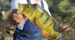 Cichla ocellaris