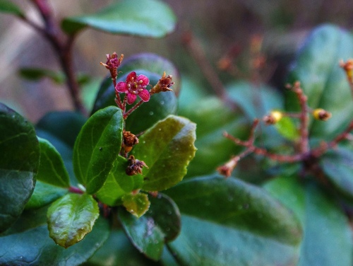 Evergreen Currant fruiting