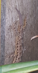 Hemidactylus platycephalus
