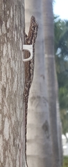 Hemidactylus platycephalus