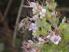 Eucera gracilipes