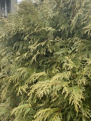 Thuja occidentalis