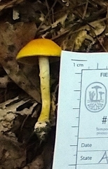 Cortinarius lewisii