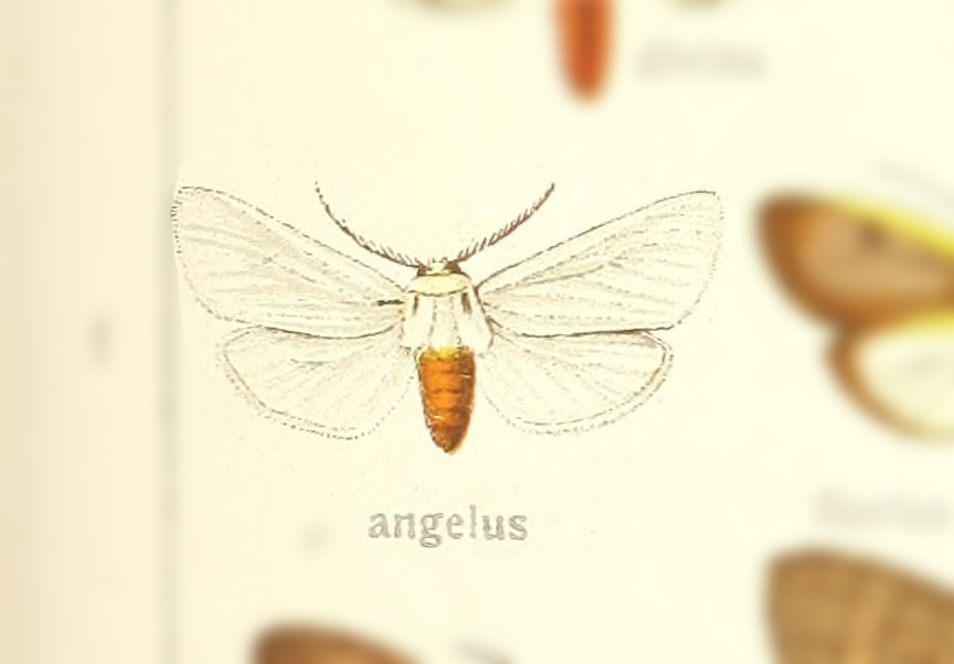 Pygarctia angelus