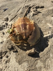 Limulus polyphemus