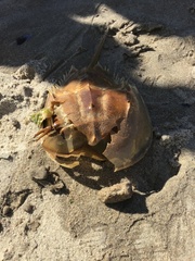 Limulus polyphemus