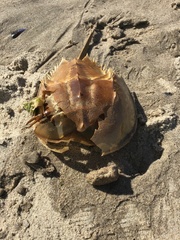 Limulus polyphemus