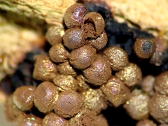 Cribraria meylanii