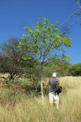 Steganotaenia araliacea