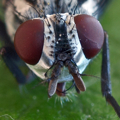 Eustalomyia hilaris