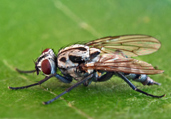 Eustalomyia hilaris