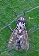 Eustalomyia hilaris