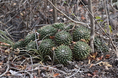 Mammillaria compressa