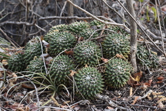 Mammillaria compressa