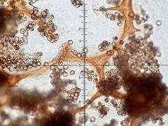 Cribraria meylanii