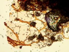 Cribraria meylanii