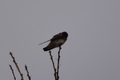 Petrochelidon pyrrhonota melanogaster