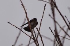 Petrochelidon pyrrhonota melanogaster