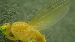 Chyromya