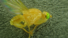 Chyromya