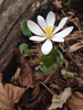 Bloodroot - Photo (c) Haley Selen, some rights reserved (CC BY-NC), uploaded by Haley Selen