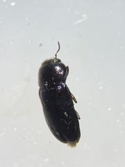 Mastogenius subcyaneus
