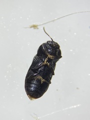 Mastogenius subcyaneus