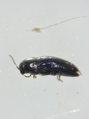 Mastogenius subcyaneus