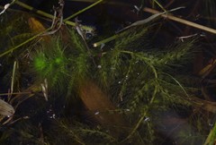 Utricularia stellaris