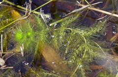 Utricularia stellaris