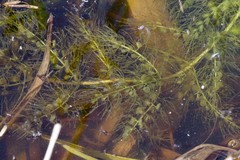 Utricularia stellaris