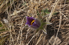 Pulsatilla chinensis