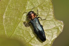 Agrilus pratensis