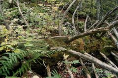 Cribraria meylanii